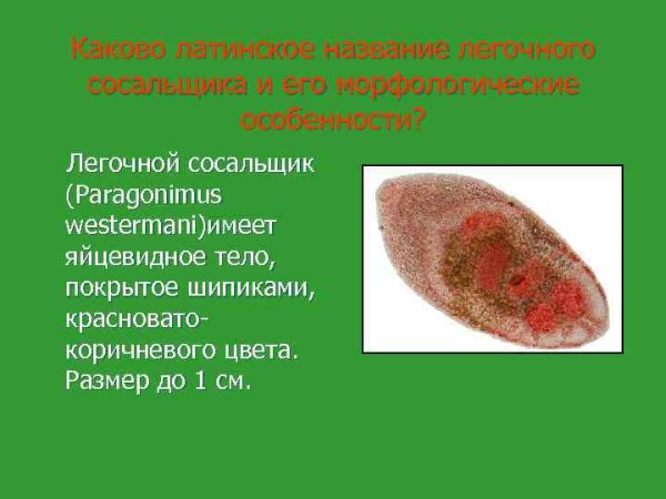 Яйца легочного сосальщика