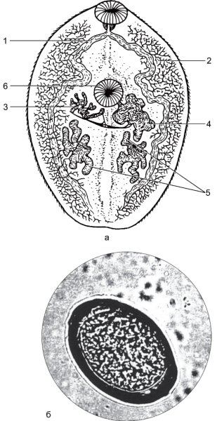 Легочный сосальщик препарат