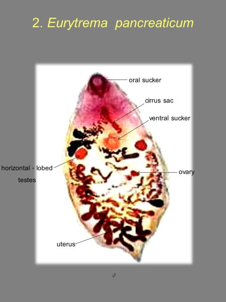 Яйца кошачьего сосальщика препарат