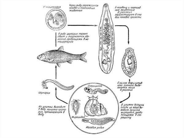 Жизненный цикл легочного сосальщика схема