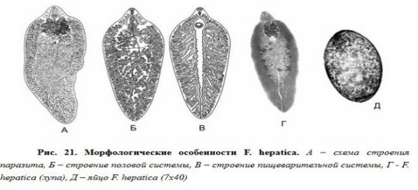 Легочный сосальщик (Paragonimus westermani)