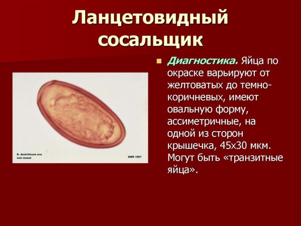Пищеварительная система кошачьего сосальщика