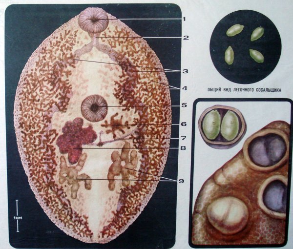 Класс трематоды строение