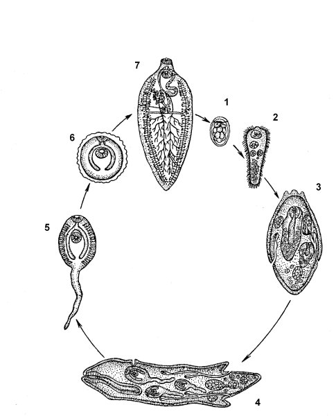 Цикл развития легочного сосальщика схема