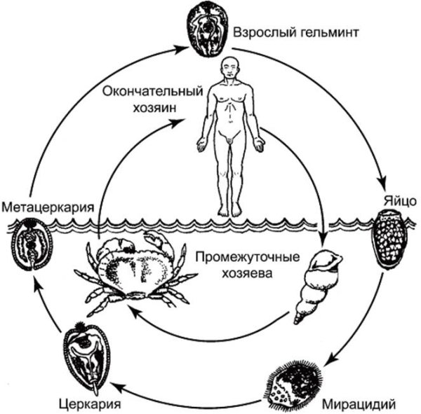 Марита Fasciola hepatica