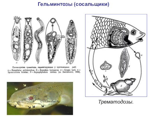 Строение плоских червей сосальщики