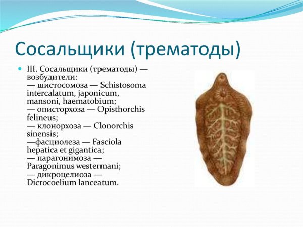 Яйца трематод строение