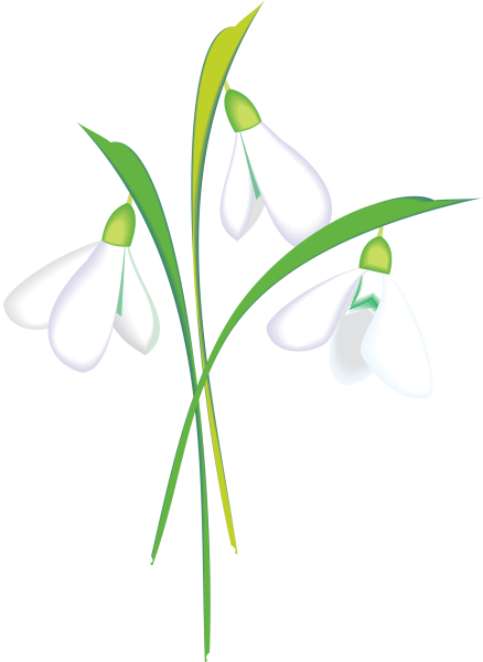 Подснежник для детей