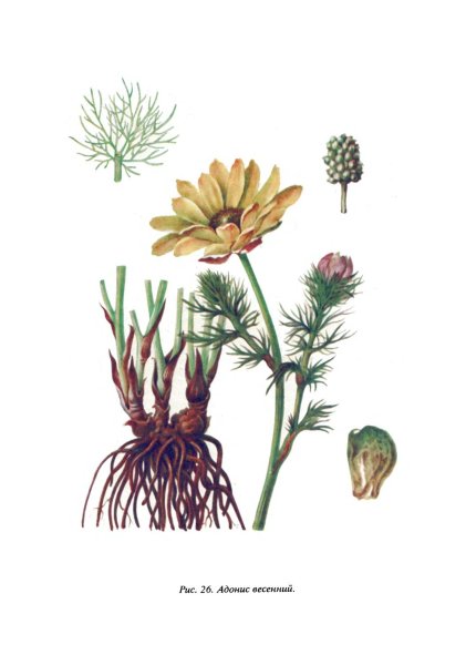 Адонис весенний зарисовать