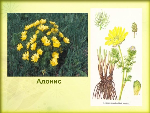 Адонис весенний