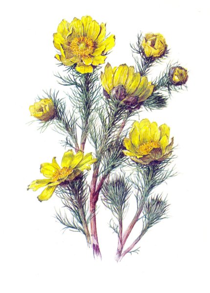 Корень Адониса весеннего