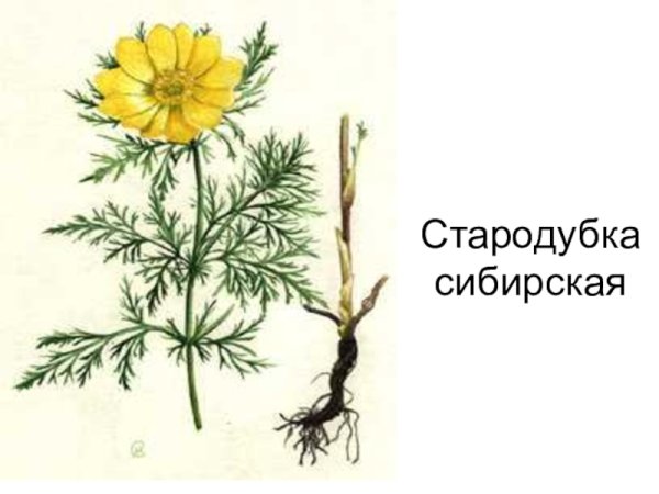 Адонис Сибирский, горицвет, Стародубка