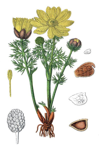 Стародубка адонис весенний