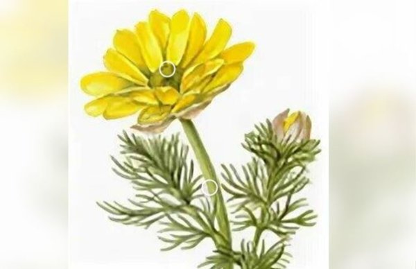 Адонис горицвет Ботаническая