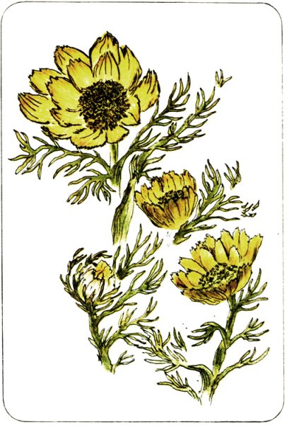 Горицвет весенний Ботаническая