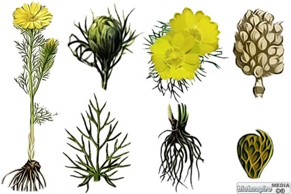 Горицвет весенний