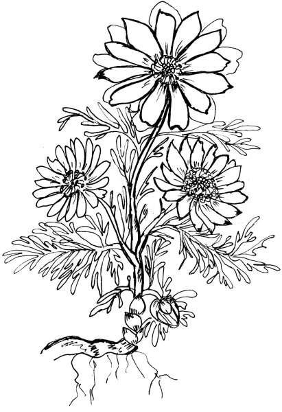 Адонис весенний Ботаническая иллюстрация