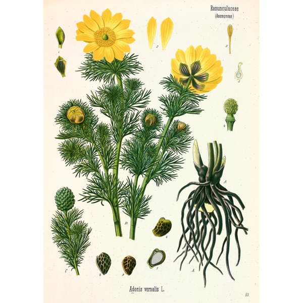 Адонис Амурский иллюстрация