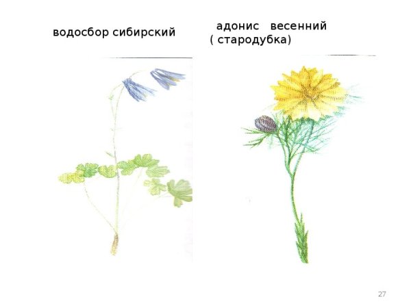 Адонис весенний схема