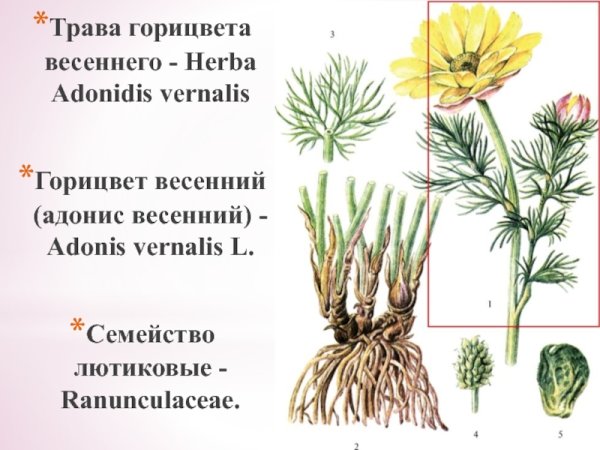 Адонис весенний
