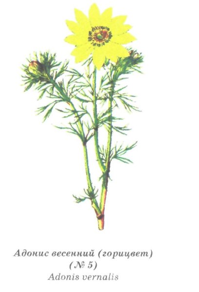 Адонис весенний (горицвет весенний)