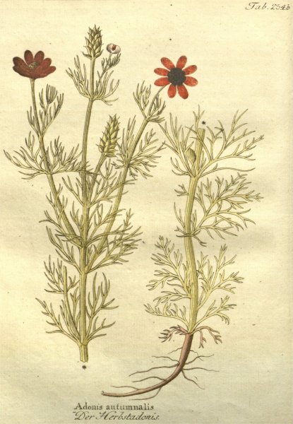 Адонис весенний (горицвет весенний систематика