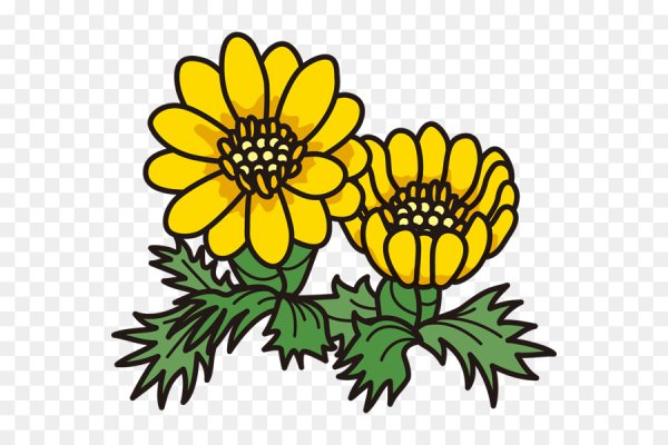 Адонис весенний горицвет