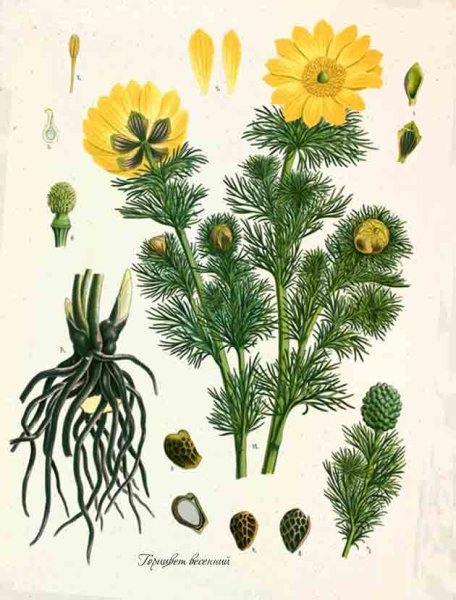 Адонис горицвет рисунок карандашом