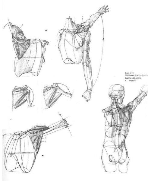 Мышцы плеча Баммес