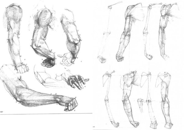 Локтевой сустав Баммес
