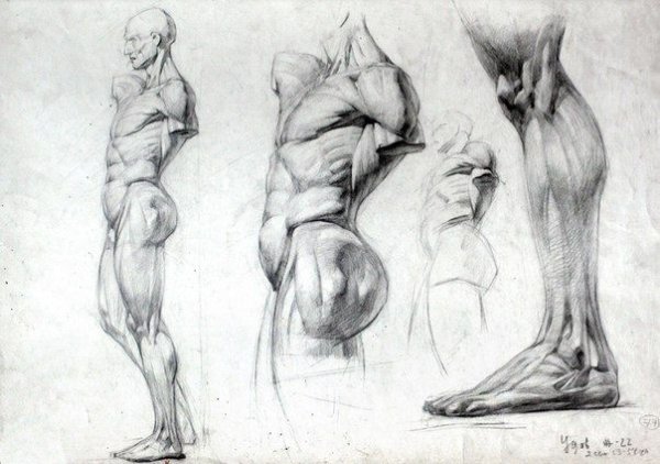 Барчаи анатомия для художников