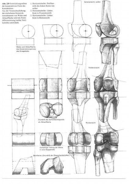 Коленный сустав строение Баммес