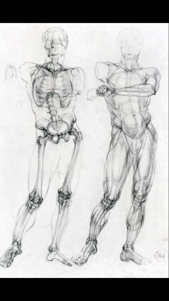 Экорше анатомия