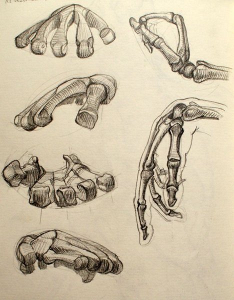 Кости кисти руки Баммес