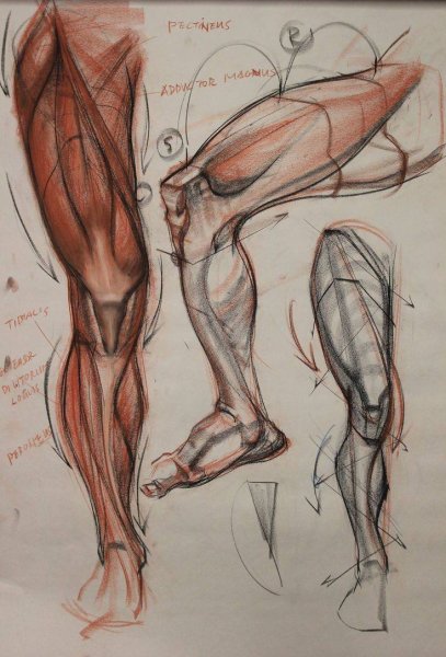 Рыжкин анатомия конечностей