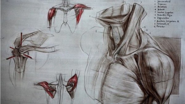 Плечевой пояс анатомия Баммес