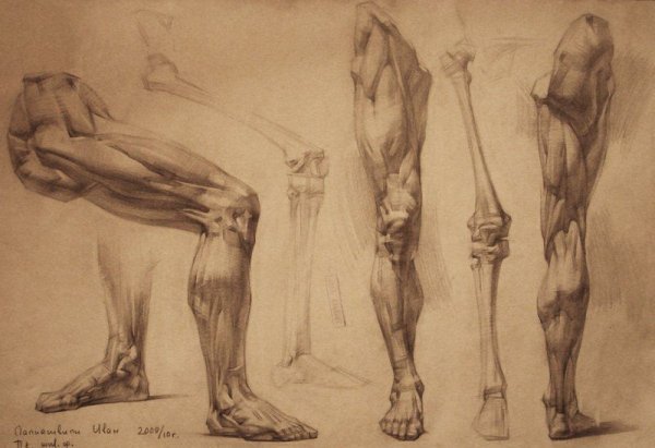 Баммес анатомия мышцы ног