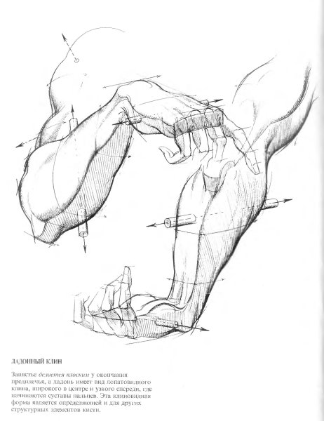 Мышцы предплечья для художников
