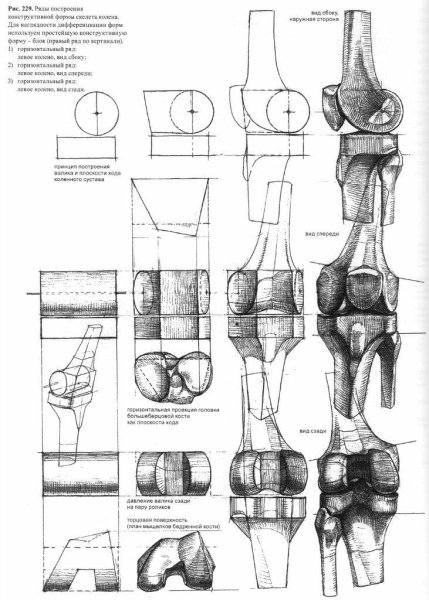 Гофрид Бамес коленный сустав