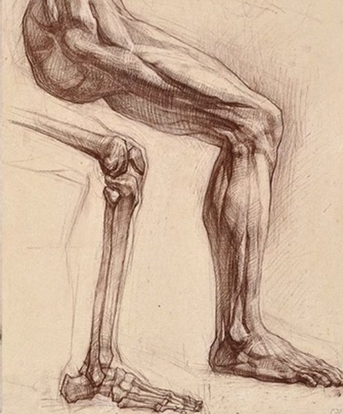 Кости стопы Баммес