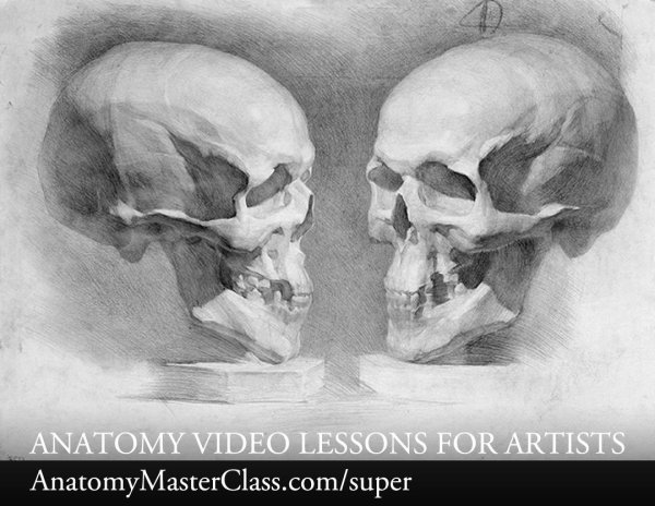 Академический рисунок Академия Репина череп