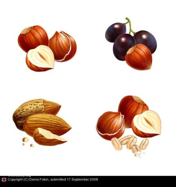 Векторные иллюстрации орех