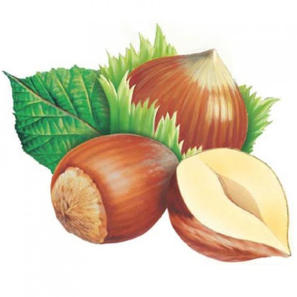 Орехи иллюстрация