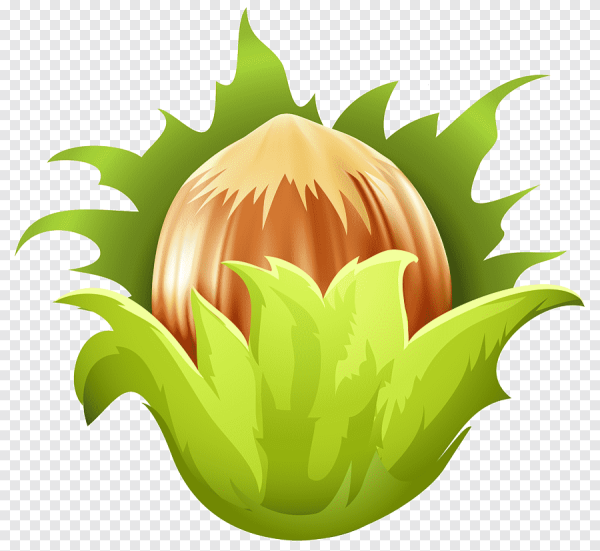 Орех для детей на прозрачном фоне