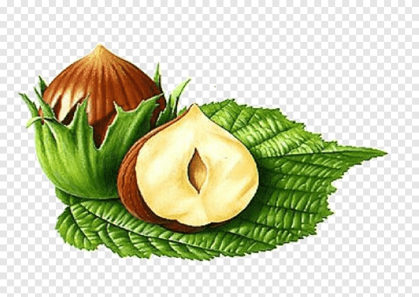 Орехи иллюстрация