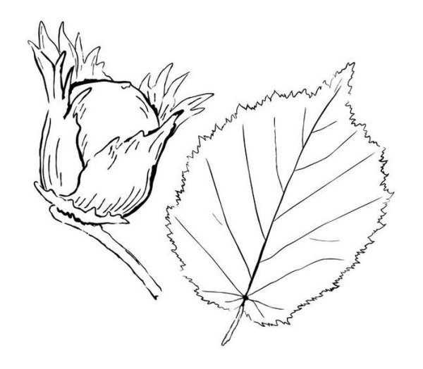 Орех раскраска для детей