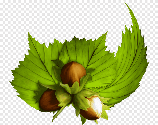 Орехи иллюстрация