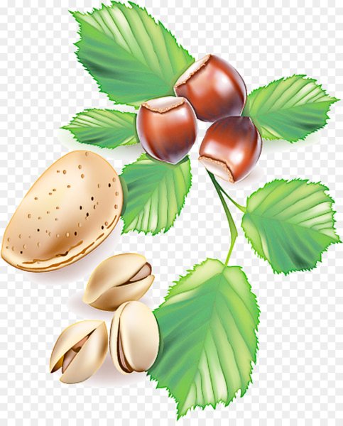 Орешек фундук рисованный