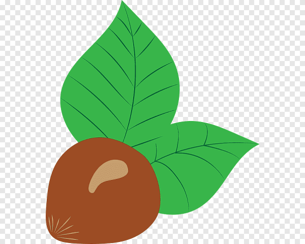 Фундук рисунок для детей