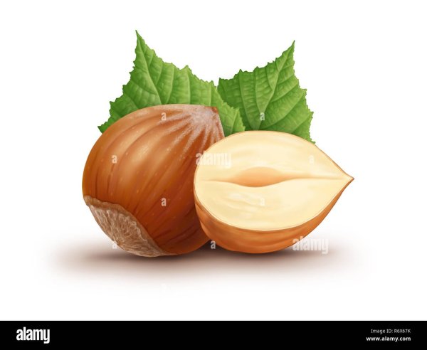 Орехи вектор